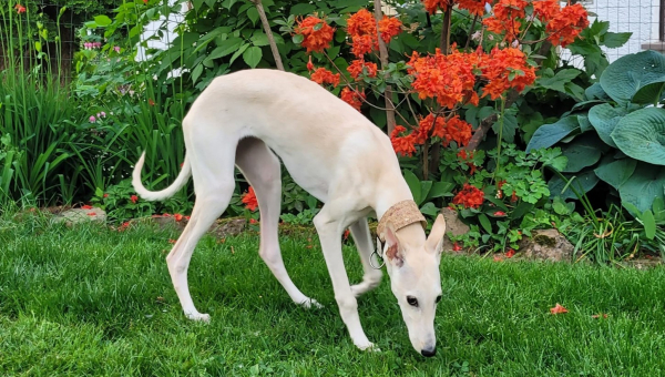 Update zu unserem kleinen Chortaj-Mädchen Mira….